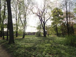 crowns of trees with blossoming foliage in the Park  