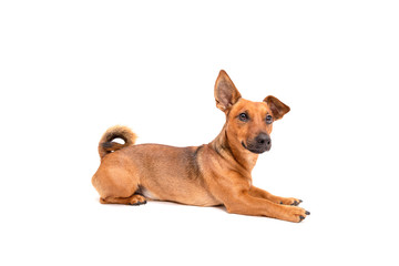 Small brown dog sitting on the floor isolated on white background. Mixed breed of parson jack russell terrier, chihuahua and german shepherd. Age 2 years.Funny dogs concept.