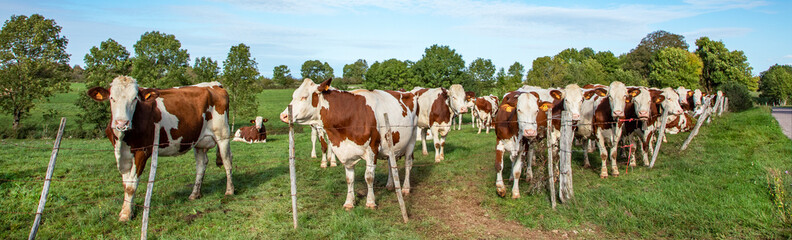 Herd of cows waiting behind a barbed wire fence to go to the milk parlor.