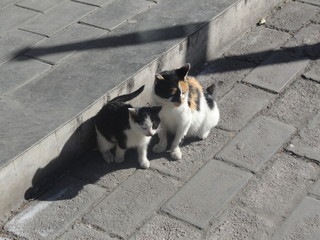 two kittens sitting on gray stone tiles