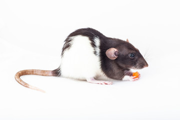 cute spotted rat, pet eats a piece of carrot