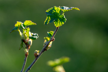 Spring shoots of currant. Currant seedlings. Young sprout of currant.