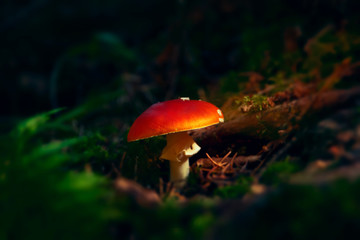 Classic red toadstool, Amanita muscaria mushrom in the autumn forest.