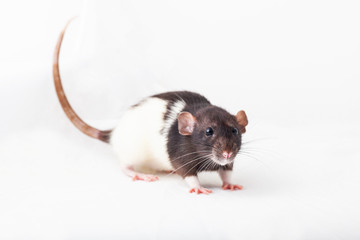 beautiful spotted rat, pet close up