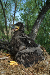 Young white-tailed eagle chicks in the nest