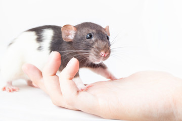 domestic rat stands on a man's hand