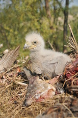 Young white-tailed eagle chicks in the nest