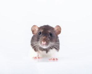 beautiful spotted rat, pet close up