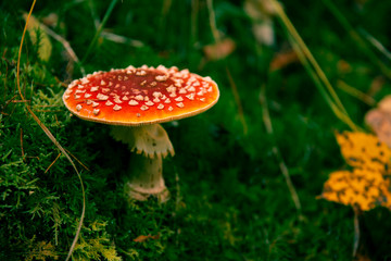 Classic red toadstool, Amanita muscaria mushrom in the autumn forest.