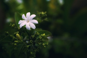 flower in garden