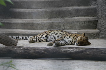 guepard is sleeping