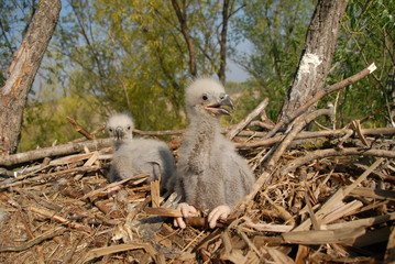 Fototapeta premium Young white-tailed eagle chicks in the nest