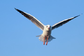Brown headed gull flying in the blue sky.