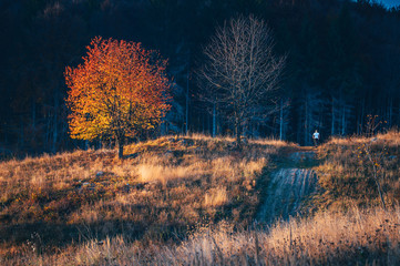 Man run in autumn nature near by colorful tree