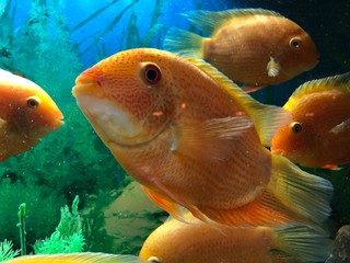 Big orange fishes in the aquarium water