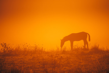 Fototapeta na wymiar Horse silhouette on morning meadow. Orange photo, edit space