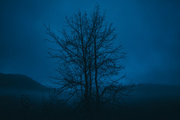 Dramatic tree at twilight on a foggy mountain. Mist and fog in a forest at night. fog in a forest.