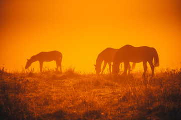 Fototapeta na wymiar Group of horses grassing on autumn morning meadow. Orange photo, edit space