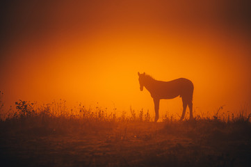 Fototapeta na wymiar Alone horse grassing on autumn morning meadow