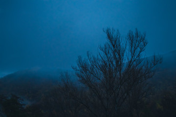 Silhouette of a tree in a foggy forest at dawn. Morning scenery of a mist on a mountain.