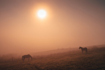 Fototapeta na wymiar Horses grassing together in autumn summer morning, calm, nostalgic mood, edit space
