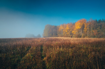 Fototapeta premium Colorful autumn morning. mist, meadow, forest and blue sky
