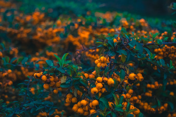 Fototapeta na wymiar Wild berries. Orange small fruits on a green branches of a plant.