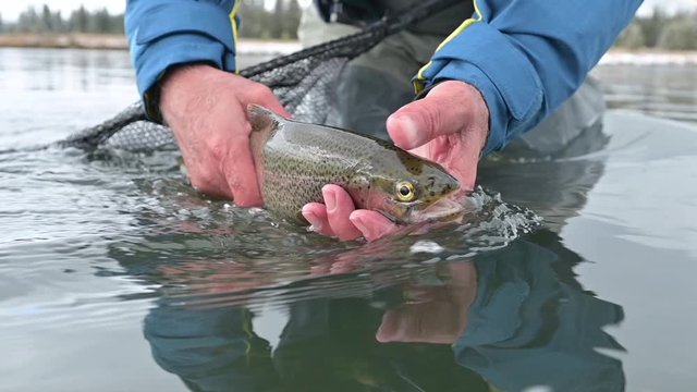 taking a rainbow trout on the Henrys Fork in Idaho