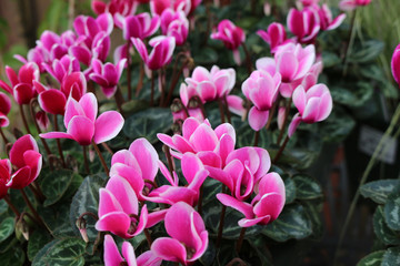 Obraz premium Pink flowering Cyclamen, Cyclamen colchicum