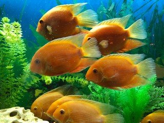 Big orange fishes in the aquarium water