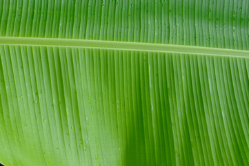 Feuille tropicale