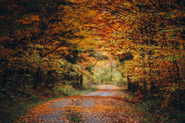 Orange autumn forest, road in beautiful nature, colorful scenery, original orange wallpaper