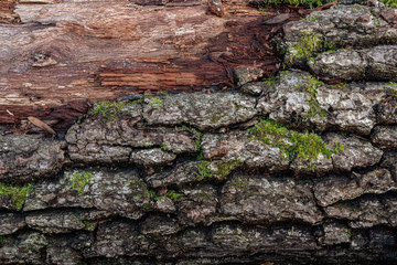 texture of the trees in the forest