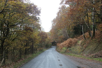 road in the forest