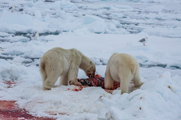 Polar Bear (Ursus maritimus) Spitsbergen North Ocean