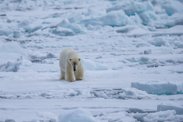 Polar Bear (Ursus maritimus) Spitsbergen North Ocean