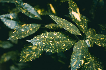 Green leaves