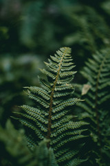 Green nature