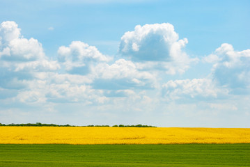 Harvest ready canola field under blue cloudy sky sunny day