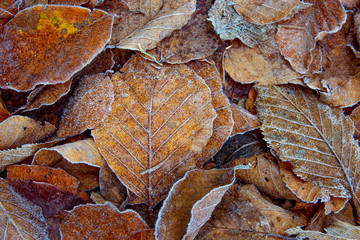 Autumn yellow leaf on a branch in frost needles. Morning frost. Rime. Late fall.