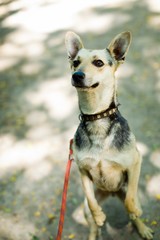 Mixed breed dog on a leash