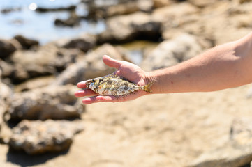 men's hands hold a small sea fish caught on fishing, on the rocky shore background