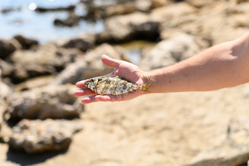 Fototapeta na wymiar men's hands hold a small sea fish caught on fishing, on the rocky shore background