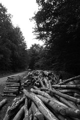 Cut and stored wood in the forest