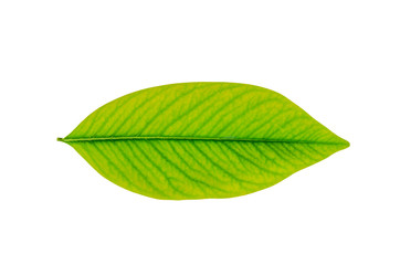 Fototapeta na wymiar Green leaf isolated on a white background with clipping path