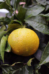 Arancio frutto appeso e foglie con gocce di pioggia