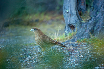  landscapes of argentinian patagonia