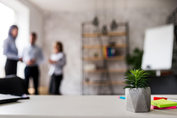 A succulent on office table closeup. Group of three unrecognizable businessman and businesswomen