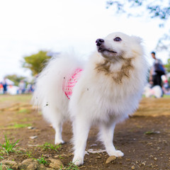 japanese spitz white dog