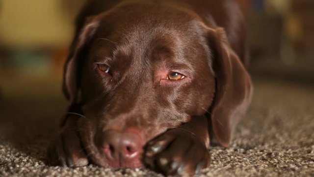 cute chocolate labrador led on carpet floor wagging her tail, shallow depth of field